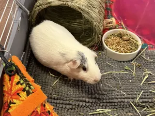 Pumpkin & Banana