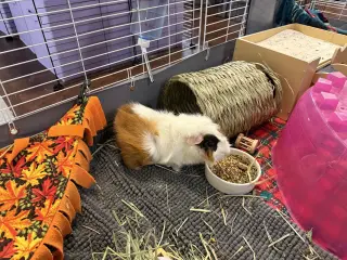 Pumpkin & Banana