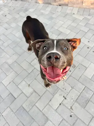 Manchego AKA Manny