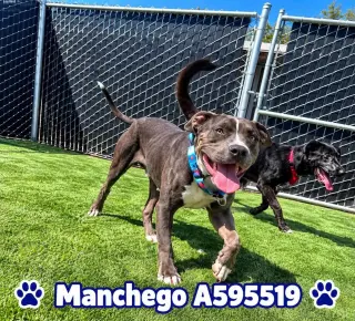 Manchego AKA Manny