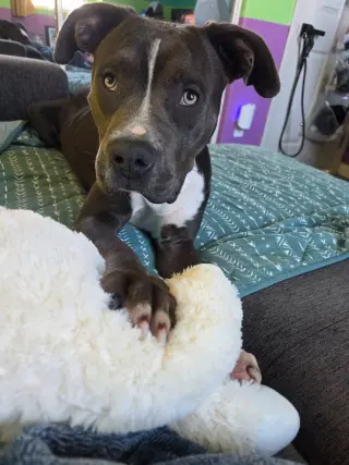Manchego AKA Manny