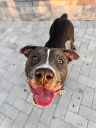 Manchego AKA Manny