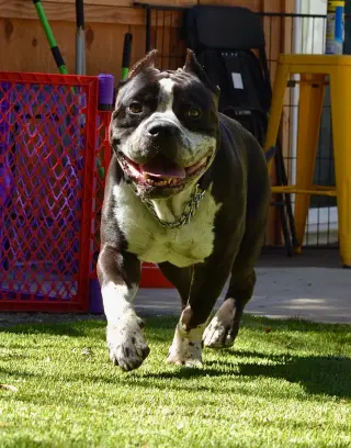 Brutus