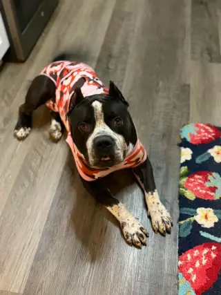 Brutus