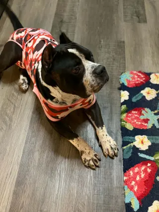Brutus