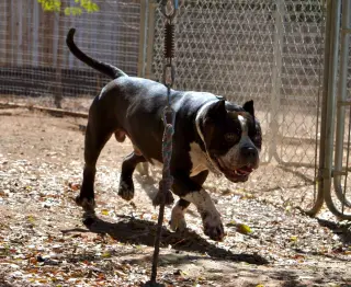 Brutus