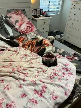 Brutus