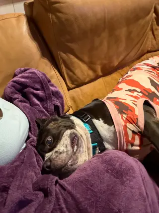 Brutus