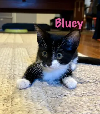 Bluey