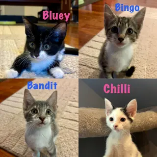 Bluey