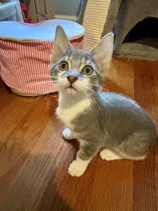 Bandit