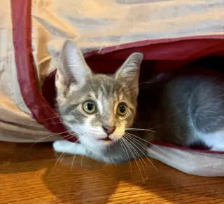 Bandit