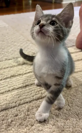 Bandit