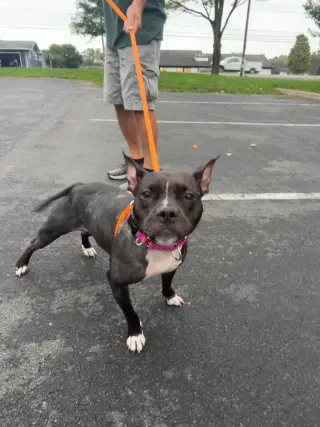 Amelia