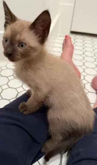 Buckeye