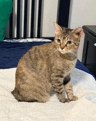 Mocha