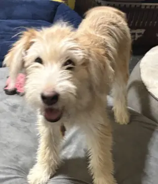 Sammy