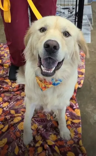 Dostie / Kellogg