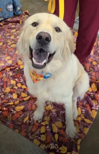 Dostie / Kellogg