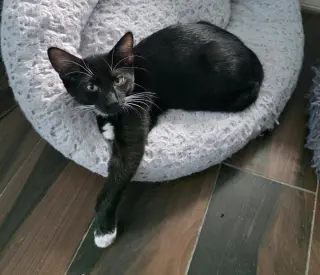 Darwin