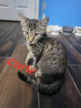 Curie