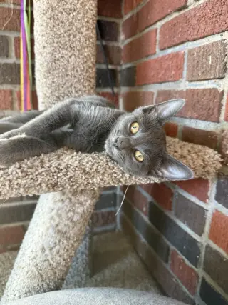 Ivan
