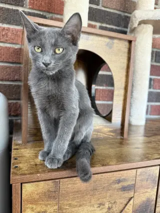 Ivan