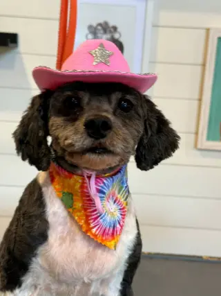 Piper