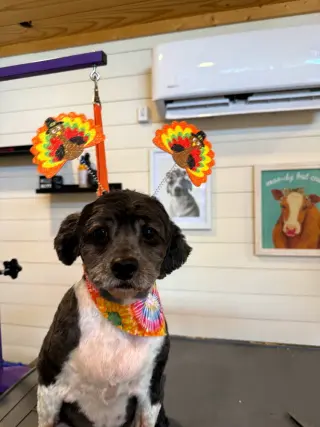 Piper