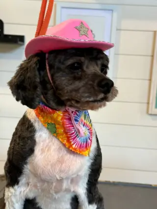 Piper