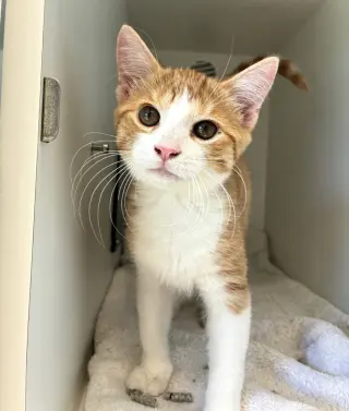 Cheese Puff