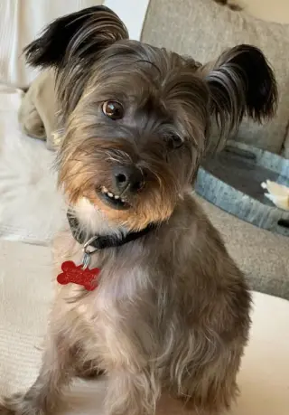 Tuggie