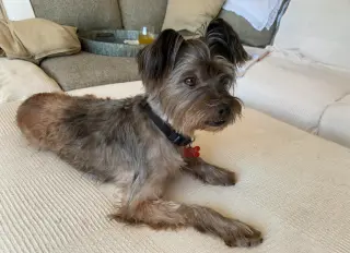Tuggie