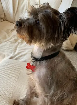 Tuggie