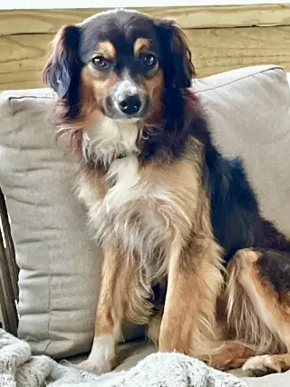 Beau