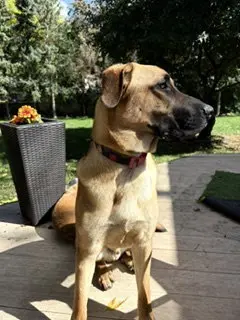 Zeppelin