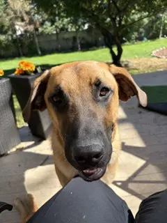Zeppelin