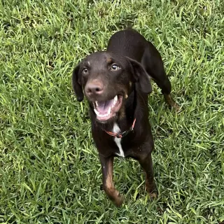 Enzo