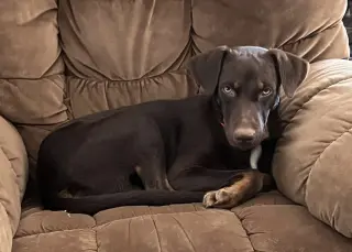 Enzo