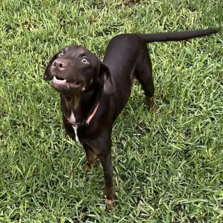 Enzo
