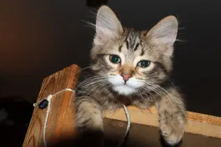 Superfluff