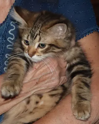 Superfluff