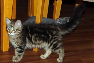 Superfluff