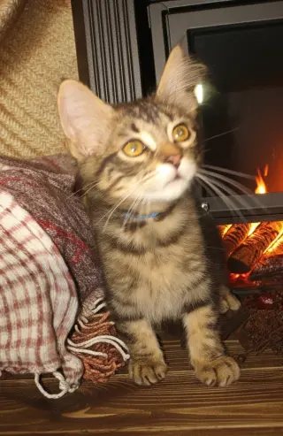 Catrick