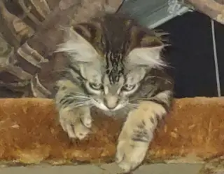 Catrick