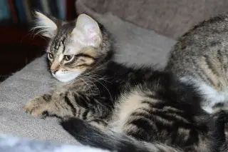 Catrick