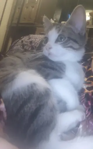 D'Angelo