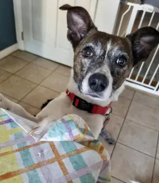 Pixie