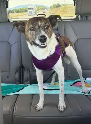 Pixie