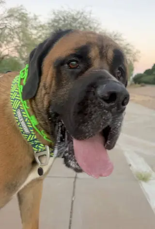 Goliath